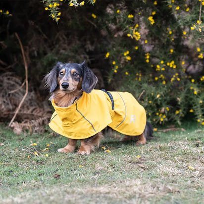 WeatherGuard Elite - All-Weather Dog Jacket