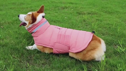 ThermoShield Elite - Insulated Waterproof Dog Coat for Winter